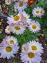 Разсад хризантеми , снимка 15