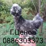 Чифтове струмски бантам, снимка 3