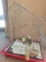 Бебета корели + клетка , снимка 1