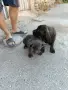 Свободни кучета, снимка 3