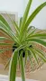 Хлорофитум Chlorophytum comosum , снимка 2