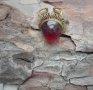 Стар пръстен с червен камък, снимка 1