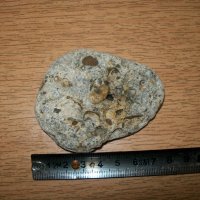 ПРОМОЦИЯ-вкаменелост-фосил, снимка 1 - Други ценни предмети - 30841855