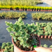 Juniperus squamata 'Blue Star', Хвойна Синя Звезда, снимка 8 - Градински цветя и растения - 39479257