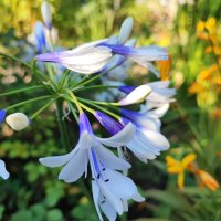 Агапантус Туистър (синьо-бял), снимка 2 - Градински цветя и растения - 42067264