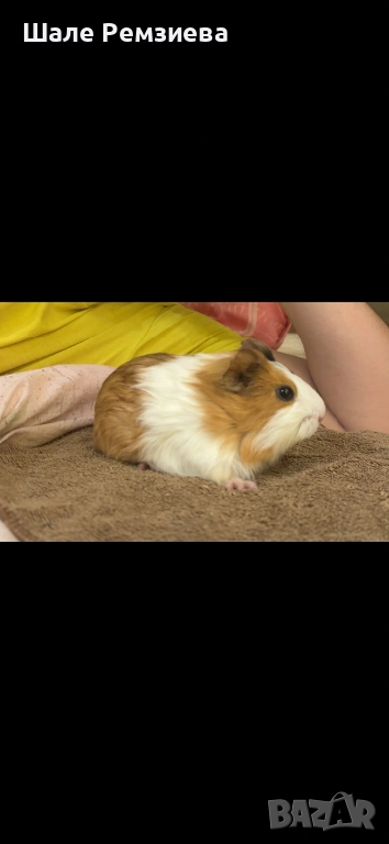  Морско Свинче (Момиче), снимка 1