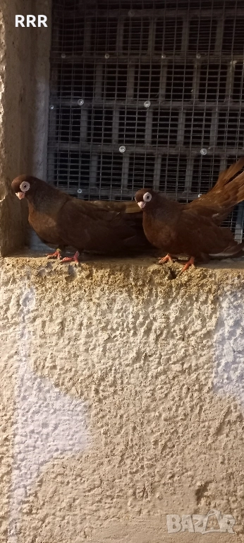 Варненски Гълъби, снимка 1