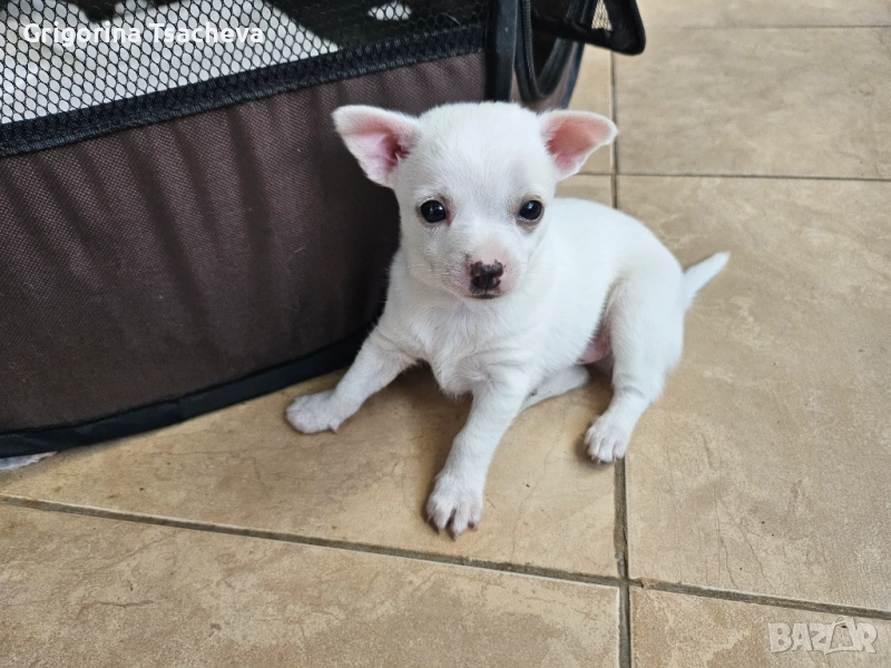Бял мъжки пинчер, снимка 1