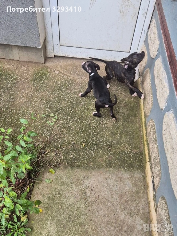 Бебета питбул-териер, снимка 1