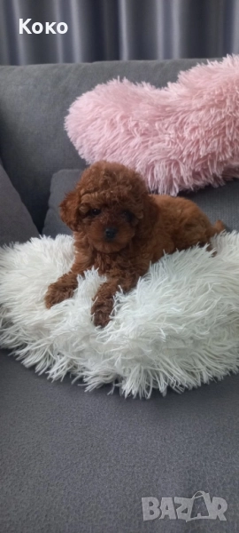 Той пудел/Тийкъп, снимка 1