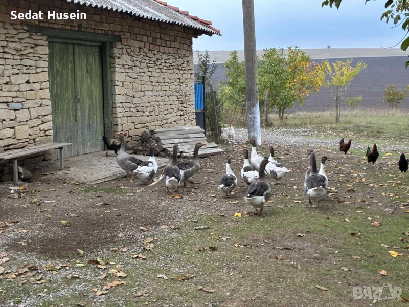 продават се гъски , снимка 1