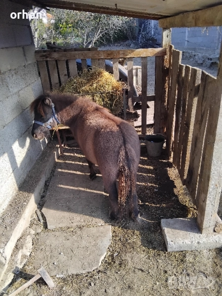 женско пони на 3г ., снимка 1