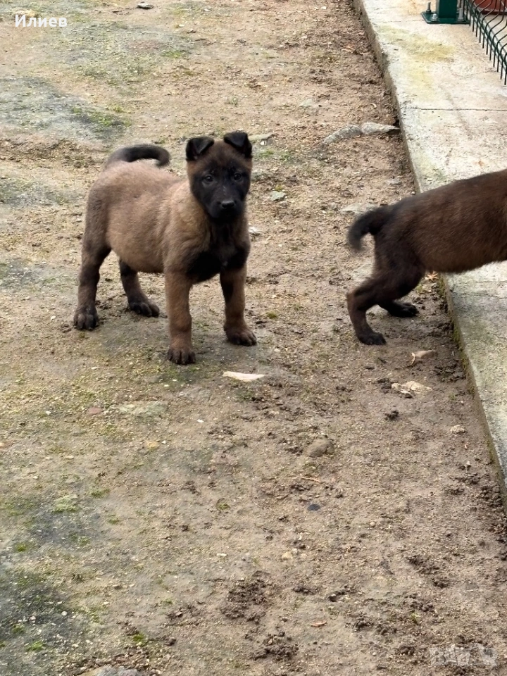 Две женски  белгийски овчарки , снимка 1