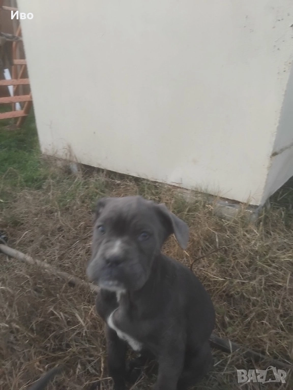 Кане корсо кученца , снимка 1