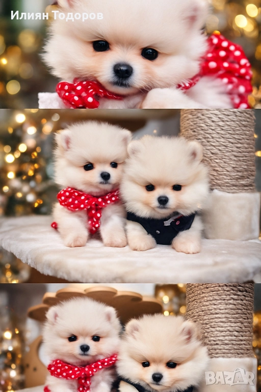 Мини Померан, снимка 1