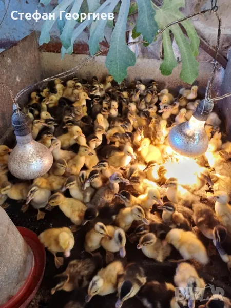 продавам патета , снимка 1