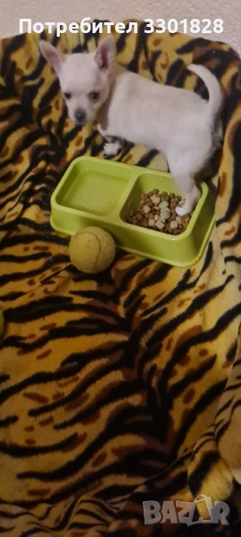 Чихупинчер , снимка 1