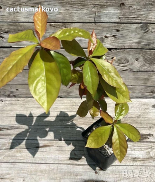 Pereskia, снимка 1