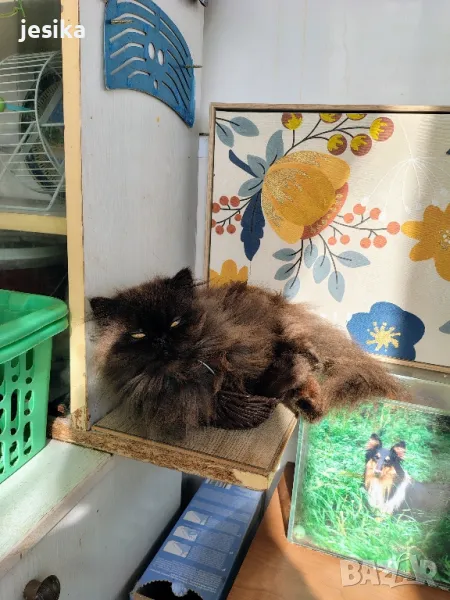 Персийски котета, снимка 1