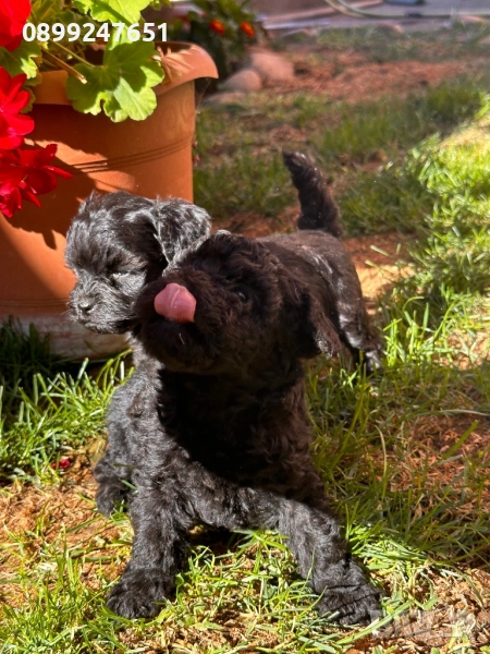 Той пуделчета, снимка 1