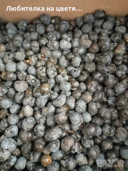 семена от палма студоустойчива трахикарпус България 50 бр за 5 лв, снимка 1