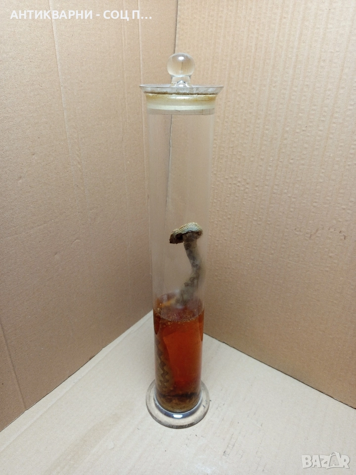 Стара Образователна Препарирана Носорога Усойница Пепелянка. , снимка 1