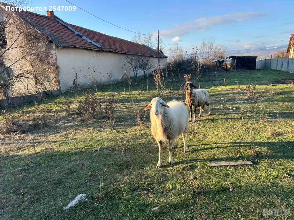 Коч, снимка 1