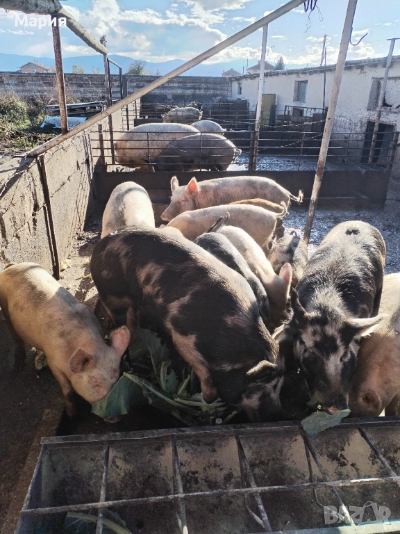 Продавам домашно гледни прасета, снимка 1