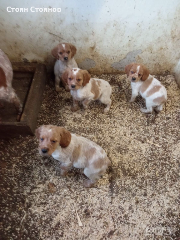 Бретон шпаньол, снимка 1