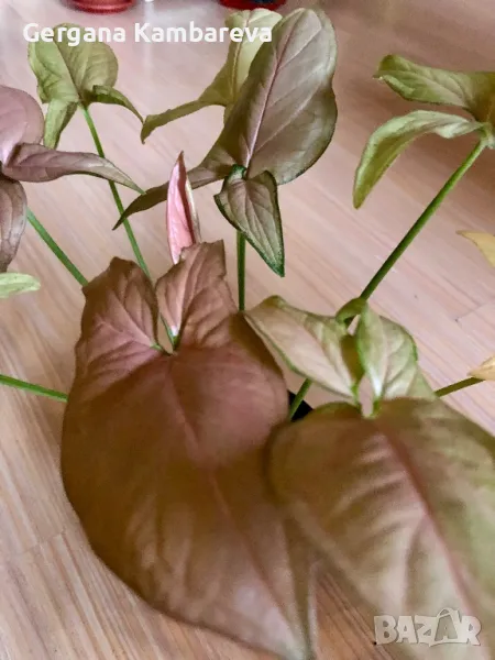 Syngonium Regina Red , снимка 1