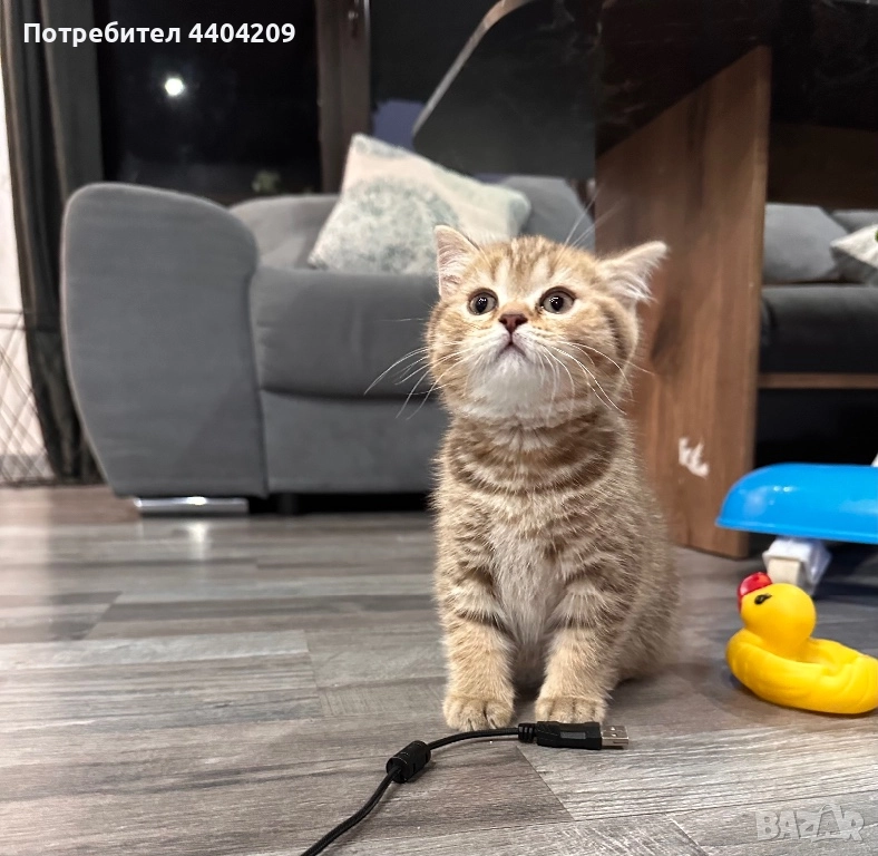 Британски късокосмести, снимка 1