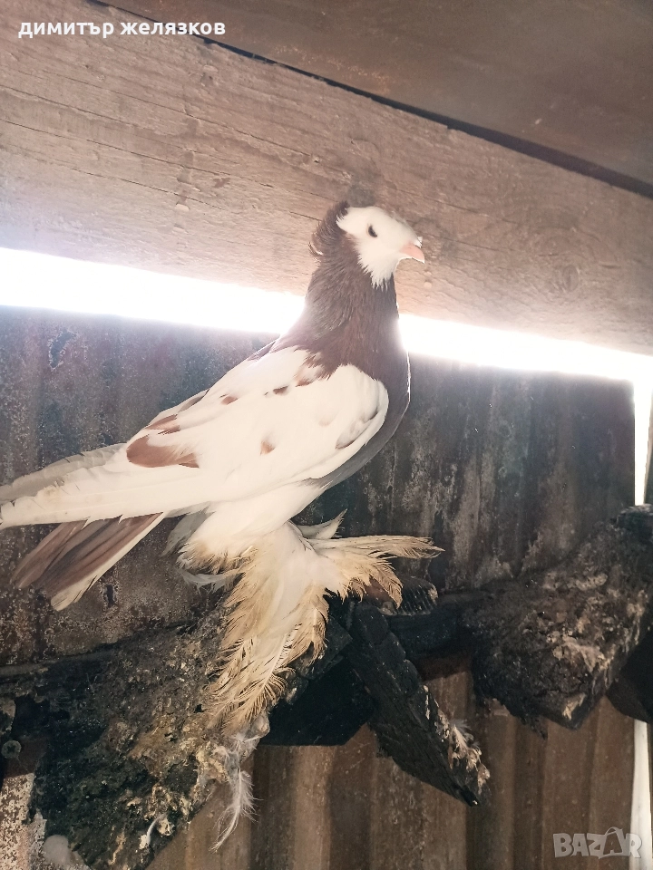 Гълъби демкежи, снимка 1