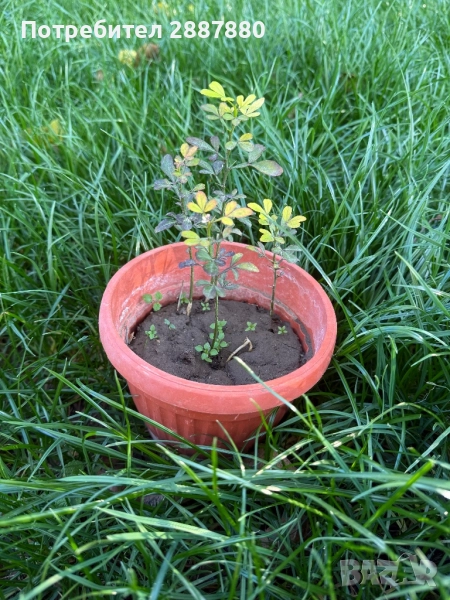 Див лимон , снимка 1