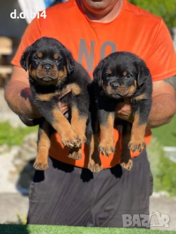 Ротвайлери , снимка 13 - Ротвайлер - 50765775