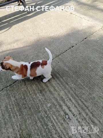 Джак Ръсел , снимка 4 - Джак ръсел териер - 52917744