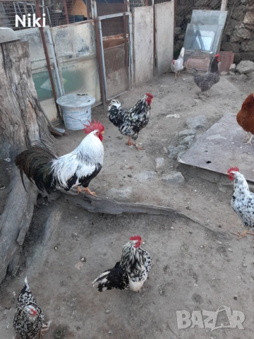 Продавам минало годишни кокошки 5бр.и два броя петли, снимка 4 - други­ - 54037464