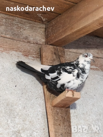 Гълъби на въртене - преметачи различни цветове, т.нар. поморийски ролери , снимка 9 - Гълъби - 52409994