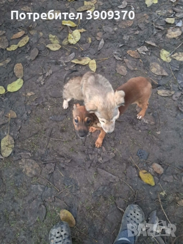 Подаряват се три принцеси, снимка 6 - Други - 52689762