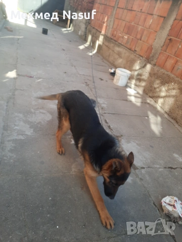 Немска овчарка ЧИСТОКРЪВНА, снимка 2 - Немска овчарка - 54356121