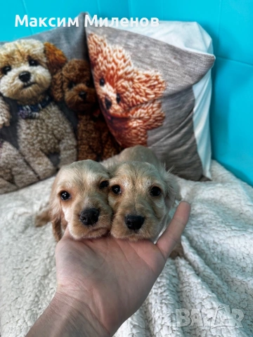 Кокер Шпаньол, снимка 3 - Кокер шпаньол - 54338329