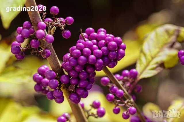 Каликарпа (Callicarpa, Beautyberry), снимка 3 - Градински цветя и растения - 30551512