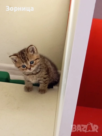 Британско коте , снимка 12 - Британска късокосместа - 54330980