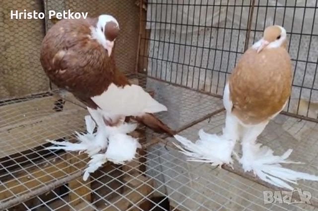 Продавам 4 чифта и 1 младо Седлати Гушести , снимка 2 - Гълъби - 50737868