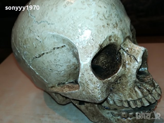 ЧЕРЕП ОТ ГЕРМАНИЯ 3112222029, снимка 16 - Антикварни и старинни предмети - 39152242