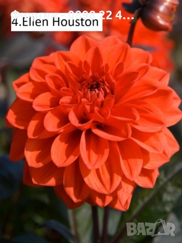 Луковици - Коренище на Далия   - Цена за 1 бр.: 2,50 € / 4,89лв. , снимка 2 - Разсади - 53145591