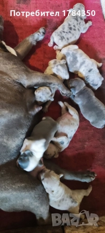 Френски булдог Мерле КОЛЕДНИ , снимка 2 - Френски булдог - 52493975