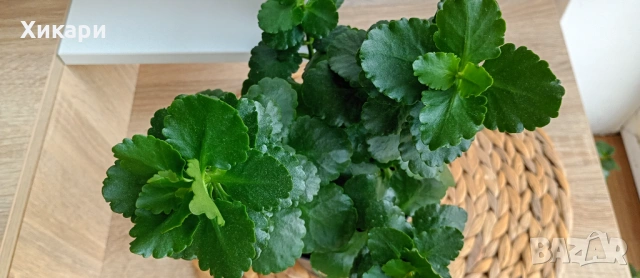 Каланхое без цвят, снимка 5 - Стайни растения - 53785384