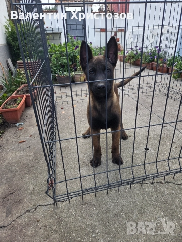 белгийска овчарка малиноа , снимка 4 - Белгийска овчарка - 52644060