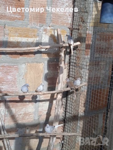 Диамантени гугутки, снимка 2 - други­ - 42864528