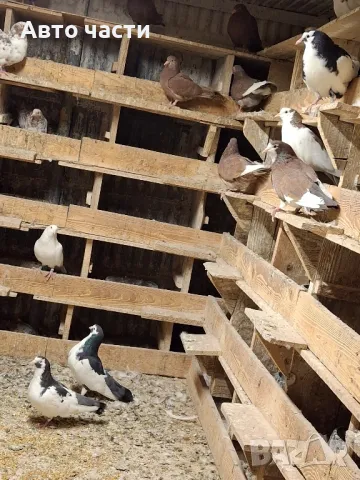 пазарджишки високолетачи гълаби те са стар ДЖИНС , снимка 4 - Гълъби - 48211259